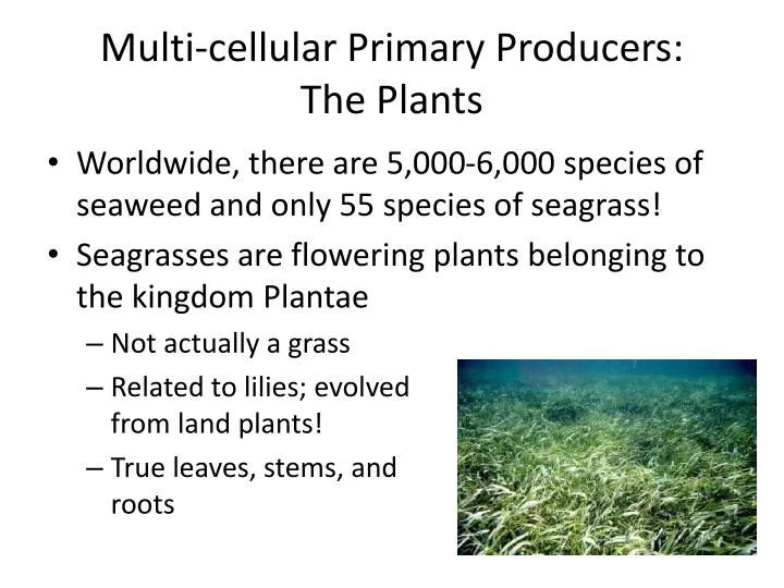 multi cellular primary producers the plants