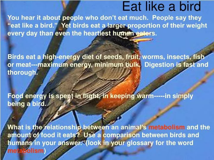 eat like a bird