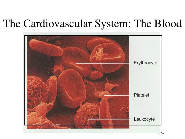 the cardiovascular system the blood