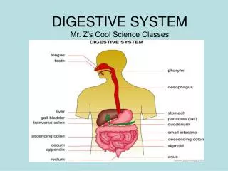 DIGESTIVE SYSTEM Mr. Z’s Cool Science Classes