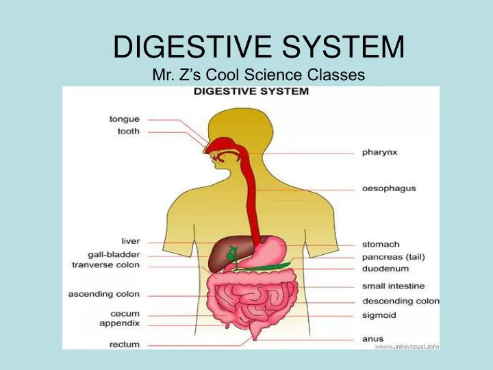 digestive system mr z s cool science classes