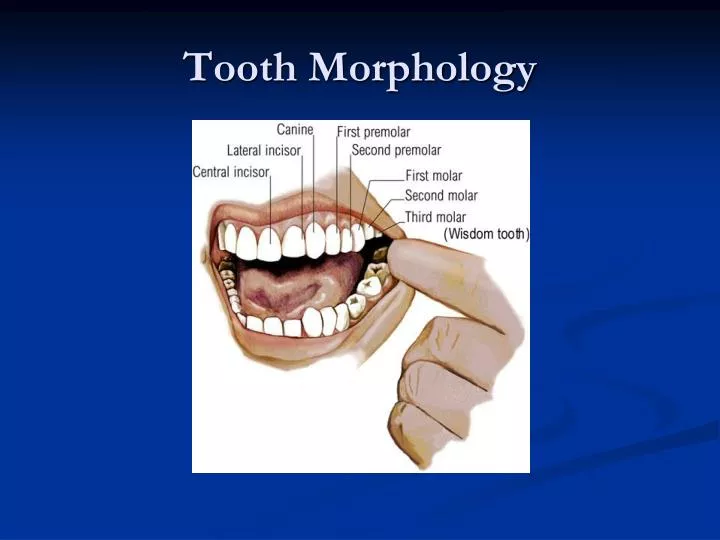 tooth morphology