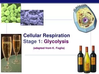Cellular Respiration Stage 1: Glycolysis (adapted from K. Foglia)