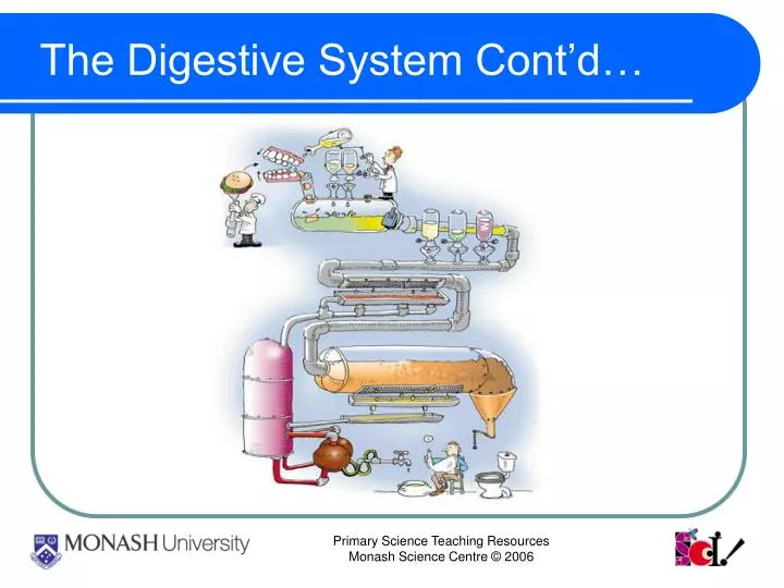 the digestive system cont d