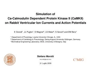 Simulation of Ca-Calmodulin Dependent Protein Kinase II (CaMKII)