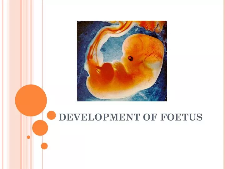 development of foetus