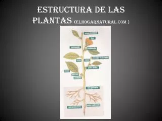 estructura de las plantas elhogarnatural com