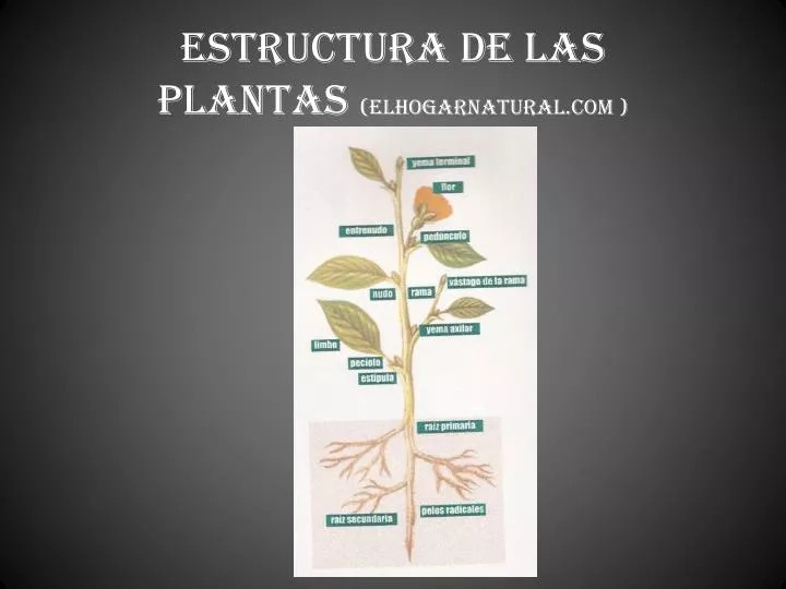 estructura de las plantas elhogarnatural com