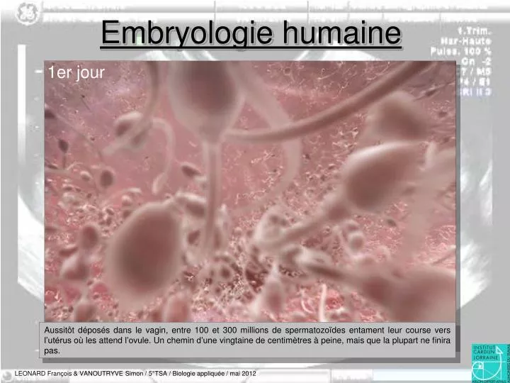 embryologie humaine