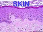 SKIN - slide 1