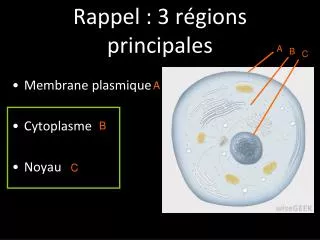 rappel 3 r gions principales