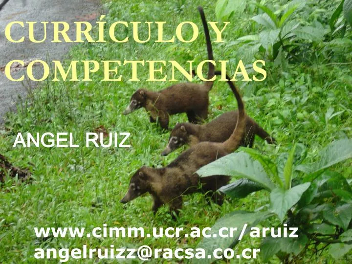 curr culo y competencias