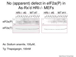No (apparent) defect in eIF2a(P) in As-Rx’d HRI-/- MEFs