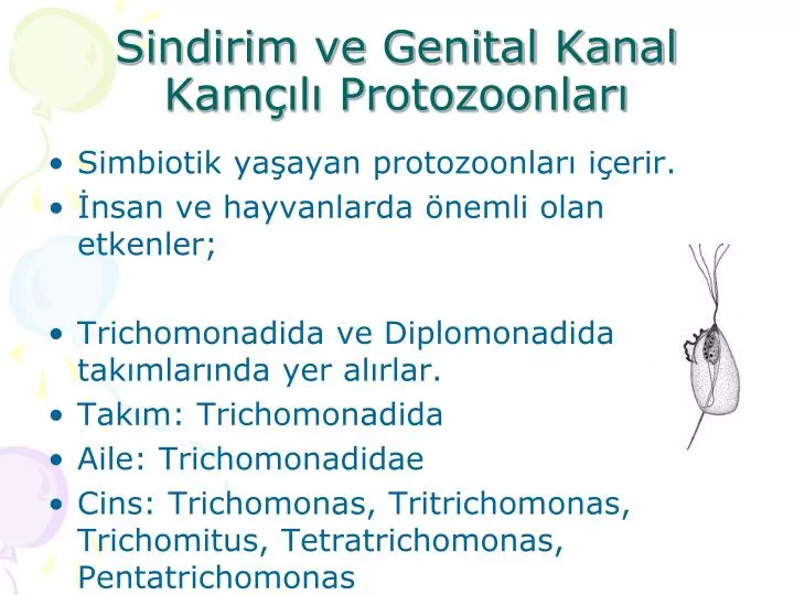 sindirim ve genital kanal kam l protozoonlar