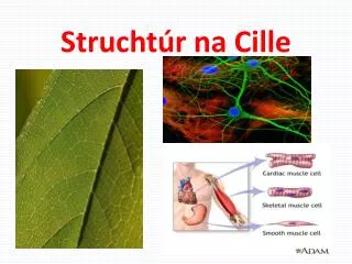 strucht r na cille