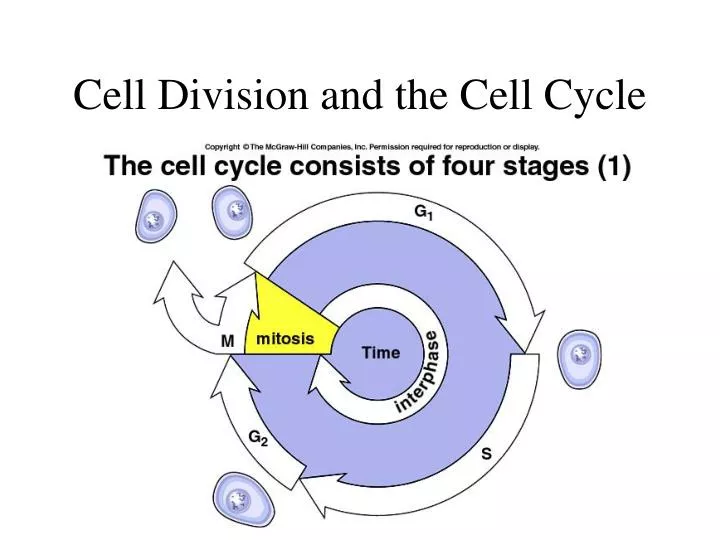 cell division and the cell cycle