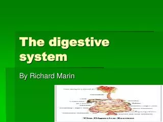 The digestive system