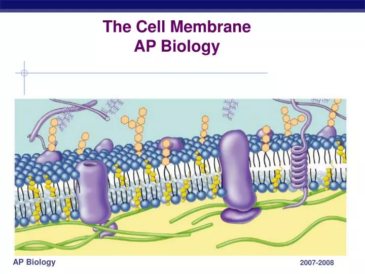the cell membrane ap biology