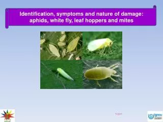 Identification, symptoms and nature of damage: aphids, white fly, leaf hoppers and mites