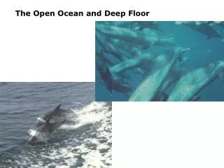 The Open Ocean and Deep Floor