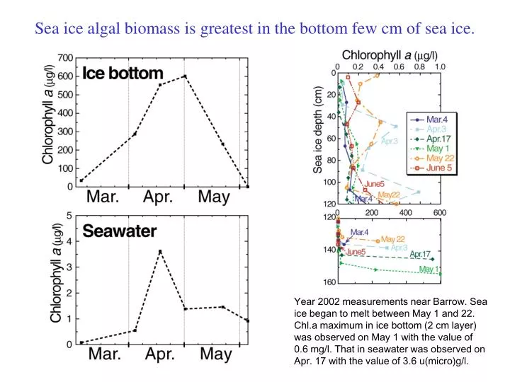 sea ice algal biomass is greatest in the bottom few cm of sea ice