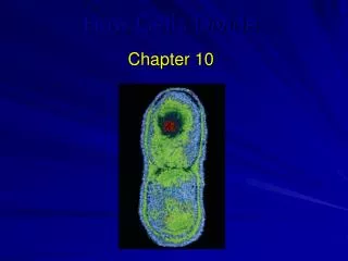 How Cells Divide