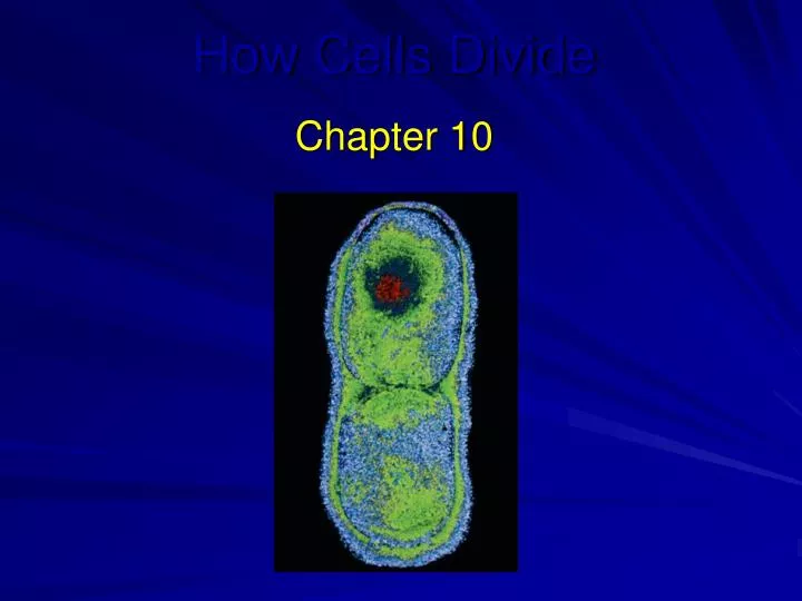 how cells divide