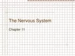 The Nervous System - slide 1