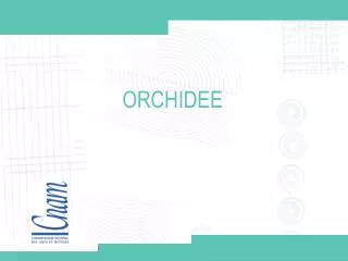 orchidee