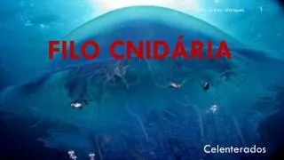 filo cnid ria