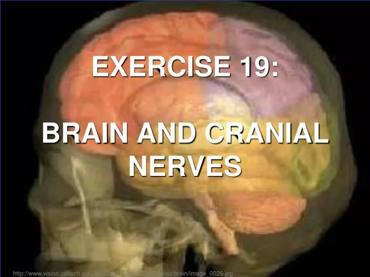 exercise 19 brain and cranial nerves