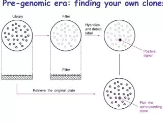 Pre-genomic era: finding your own clones