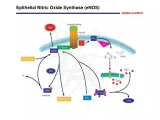 Epithelial Nitric Oxide Synthase (eNOS)