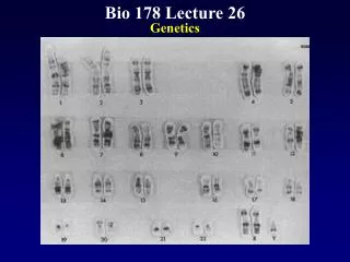 Bio 178 Lecture 26