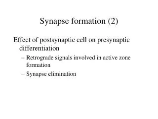 Synapse formation (2)