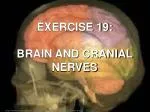EXERCISE 19: BRAIN AND CRANIAL NERVES - slide 1