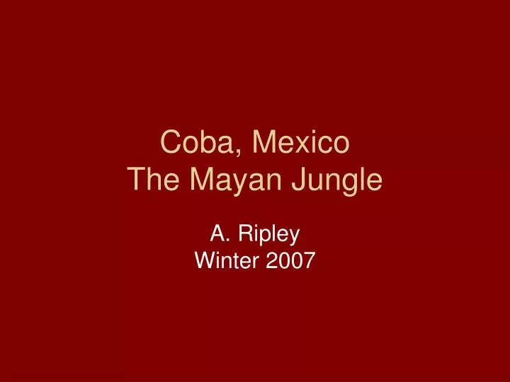 coba mexico the mayan jungle