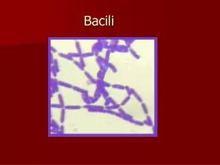 bacili
