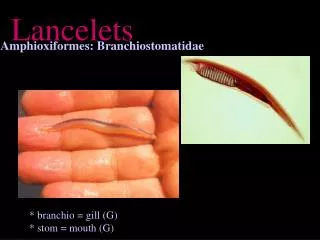 Amphioxiformes: Branchiostomatidae