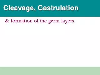Cleavage, Gastrulation