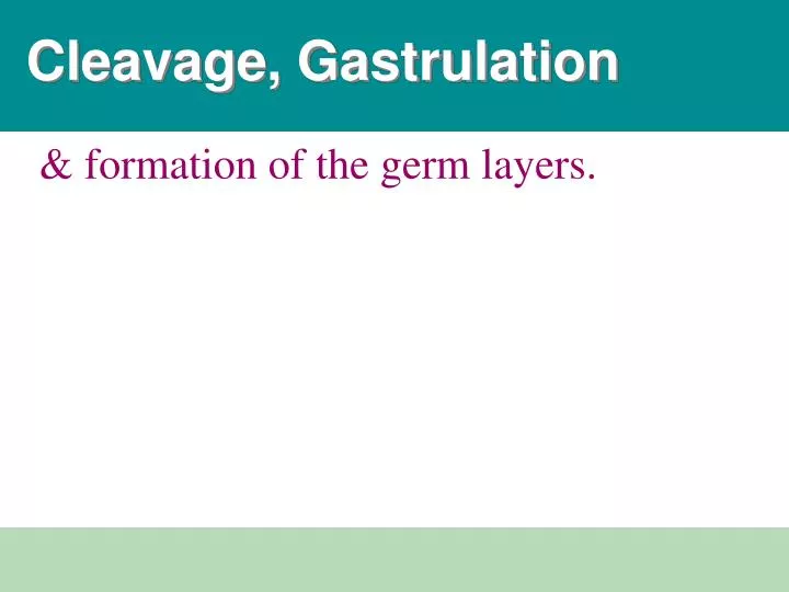 cleavage gastrulation
