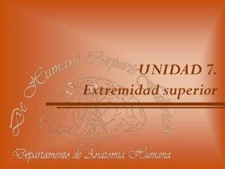 unidad 7 extremidad superior