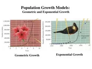 Population Growth Models: Geometric and Exponential Growth
