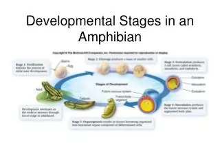 Developmental Stages in an Amphibian