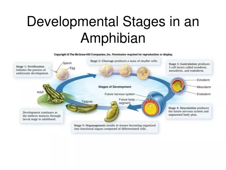 developmental stages in an amphibian