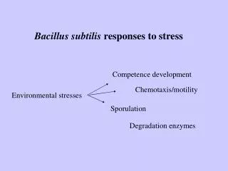 Bacillus subtilis responses to stress