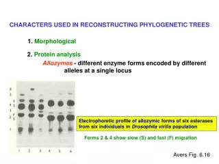CHARACTERS USED IN RECONSTRUCTING PHYLOGENETIC TREES