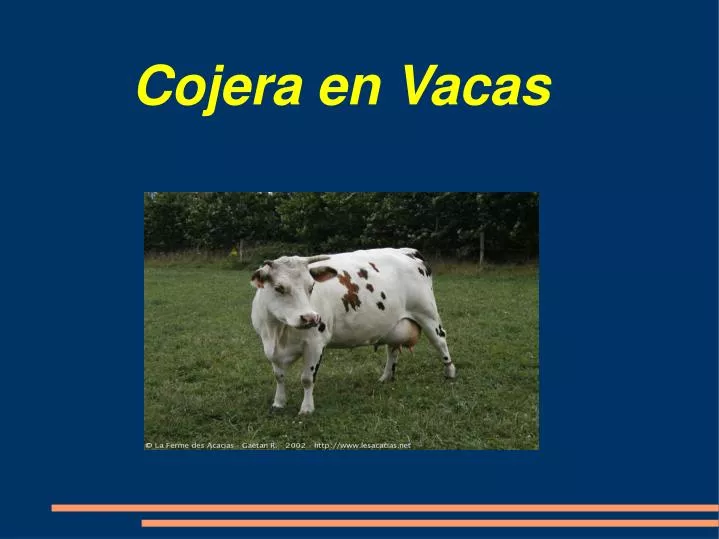 cojera en vacas