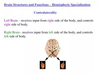 Brain Structures and Functions – Hemispheric Specialization 			Contralaterality