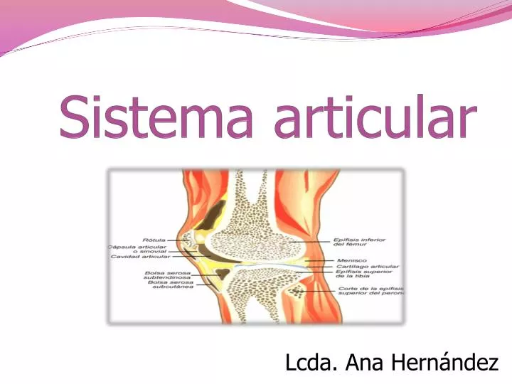 sistema articular